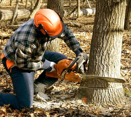 Tree Removal in Hopewell, VA